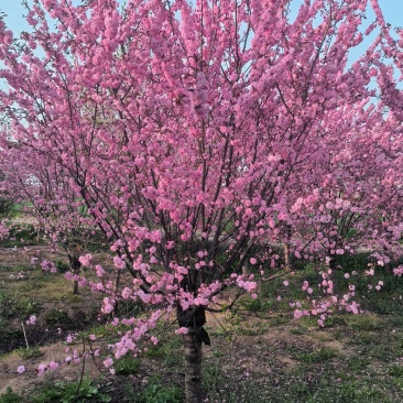 红叶榆叶梅