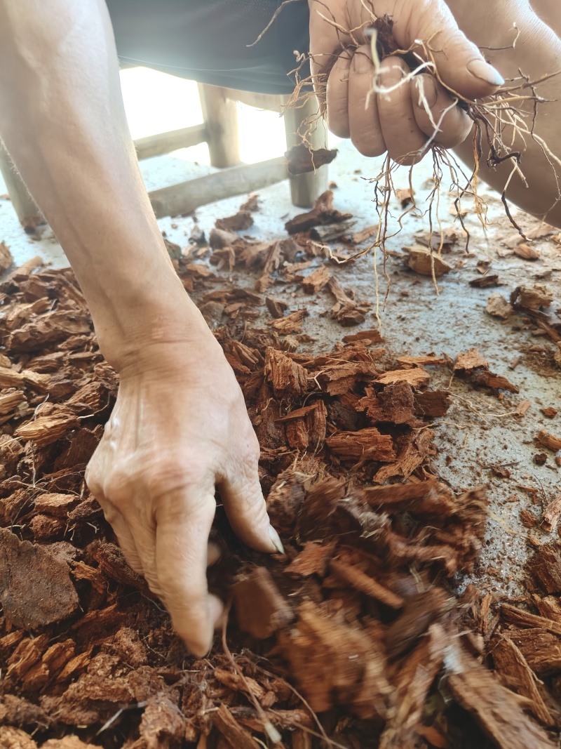 兰科栽培专用植料原生纯腐松木芯碎木屑软弹吸水超好用
