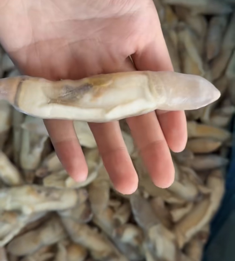 升级去沙新鲜蛏王肉竹节蛏肉海蛏肉鲜活现剥圣子肉圣王肉蛏子