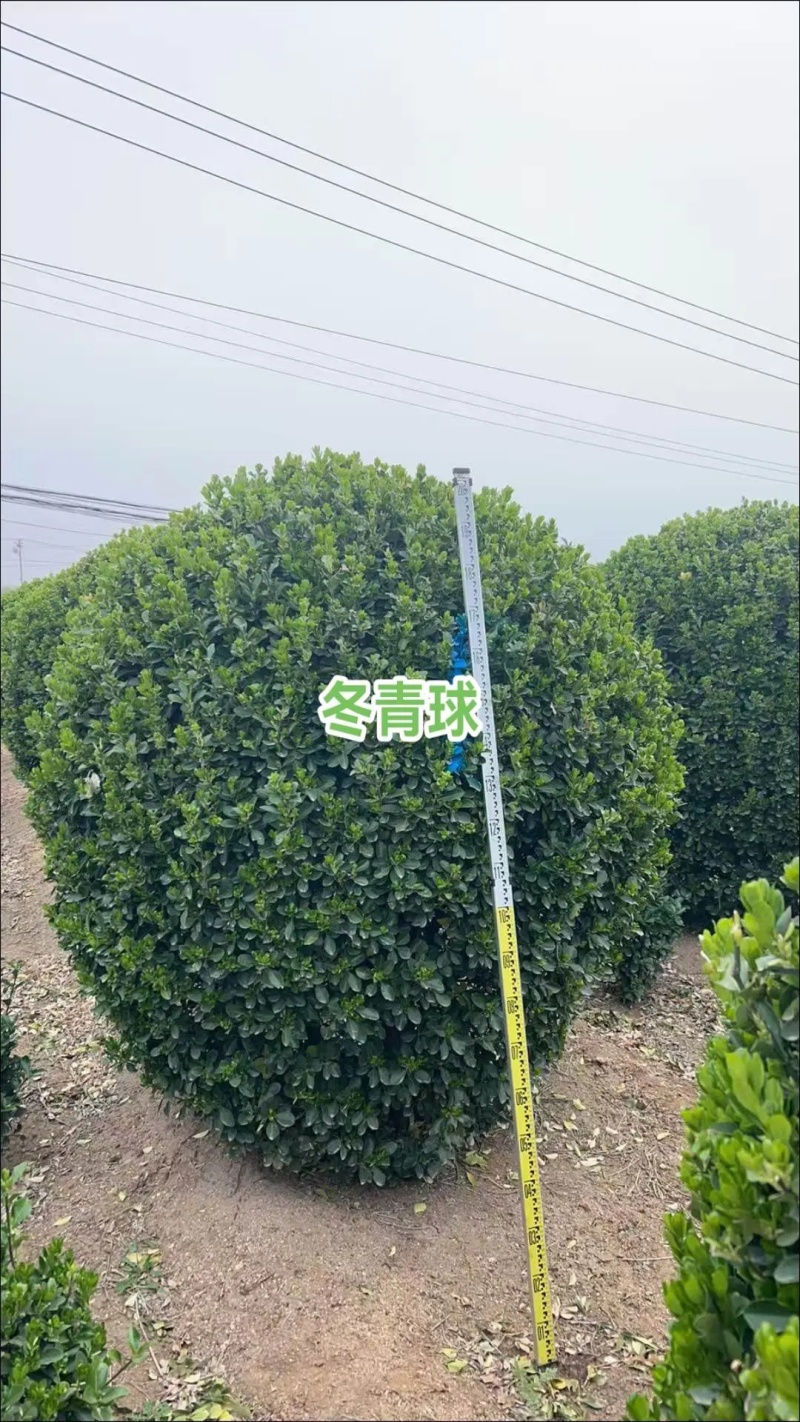 大叶黄杨球，河北保定苗木种植基地批发，欢迎询价咨询