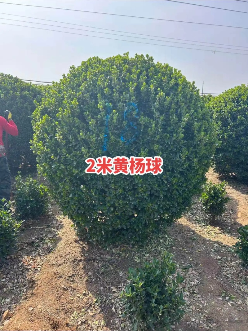 大叶黄杨球，河北保定苗木种植基地批发，欢迎询价咨询