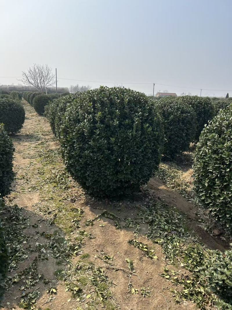 大叶黄杨球，河北保定苗木种植基地批发，欢迎询价咨询