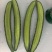 大棚青瓤带花黄瓜大量上市中，商超，电商，大型超市