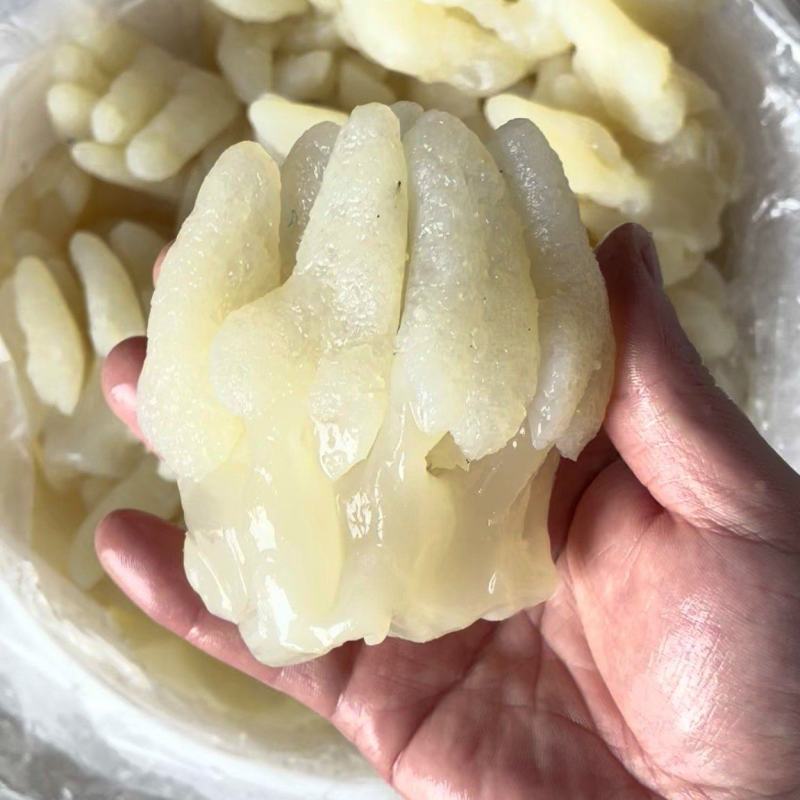 手指蛰鸡爪头海蛰