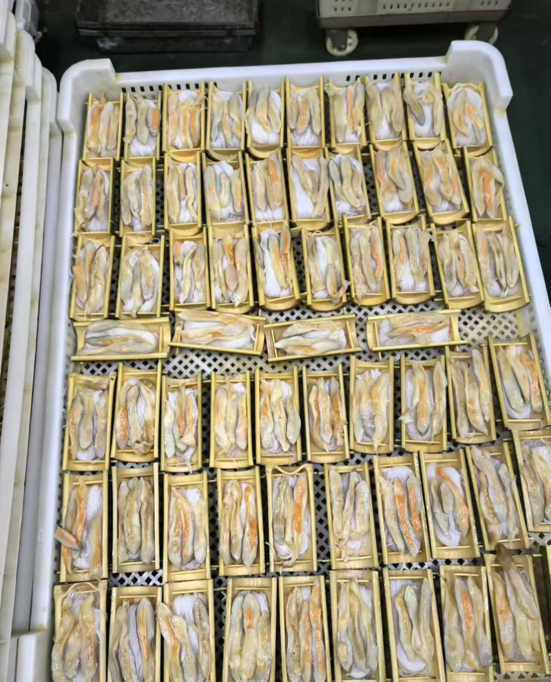 粉丝竹蛏蛏子半成品酒店宴会烧烤专用食材蛏王节节高海蛏子
