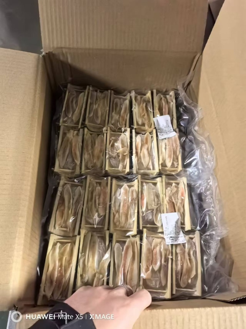 粉丝竹蛏蛏子半成品酒店宴会烧烤专用食材蛏王节节高海蛏子