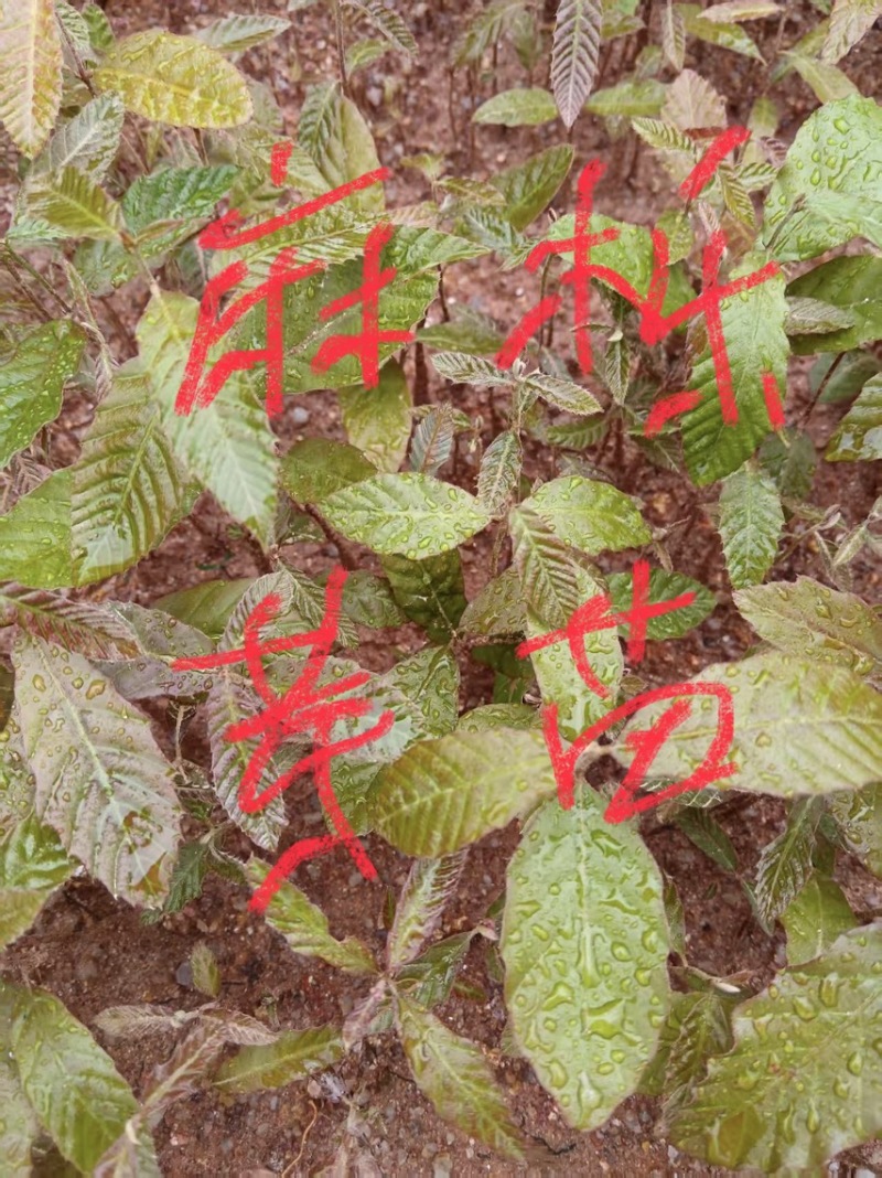 麻栎芽苗：奉新县邹家苗圃基地大量供应芽苗