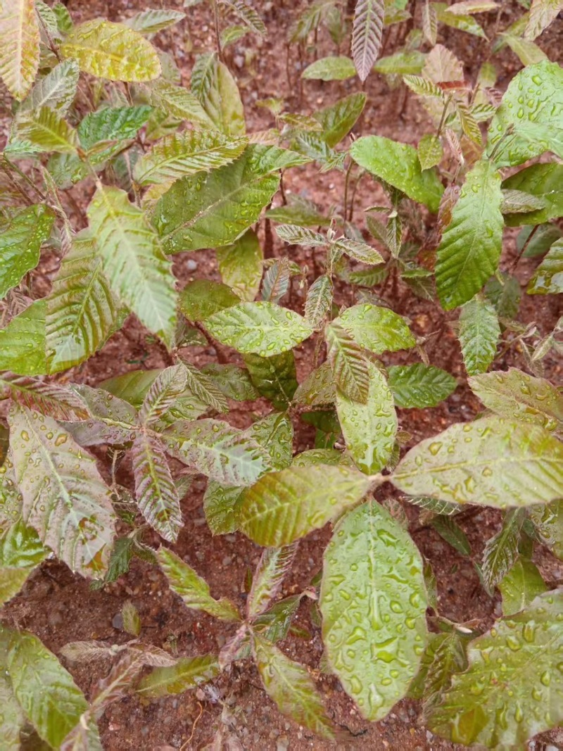 麻栎芽苗：奉新县邹家苗圃基地大量供应芽苗