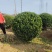 大叶黄杨球，河北保定苗木种植基地批发，欢迎询价咨询