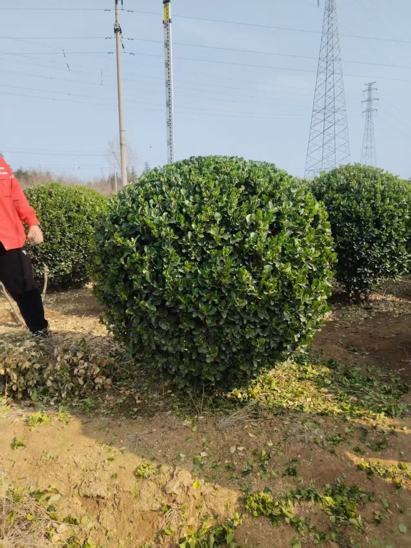 大叶黄杨球，河北保定苗木种植基地批发，欢迎询价咨询