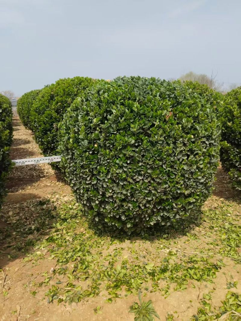 大叶黄杨球，河北保定苗木种植基地批发，欢迎询价咨询