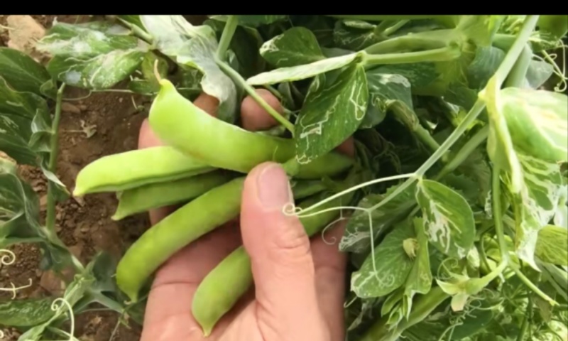 河南精品豌豆中豌九号大量上市现摘现发全国代发