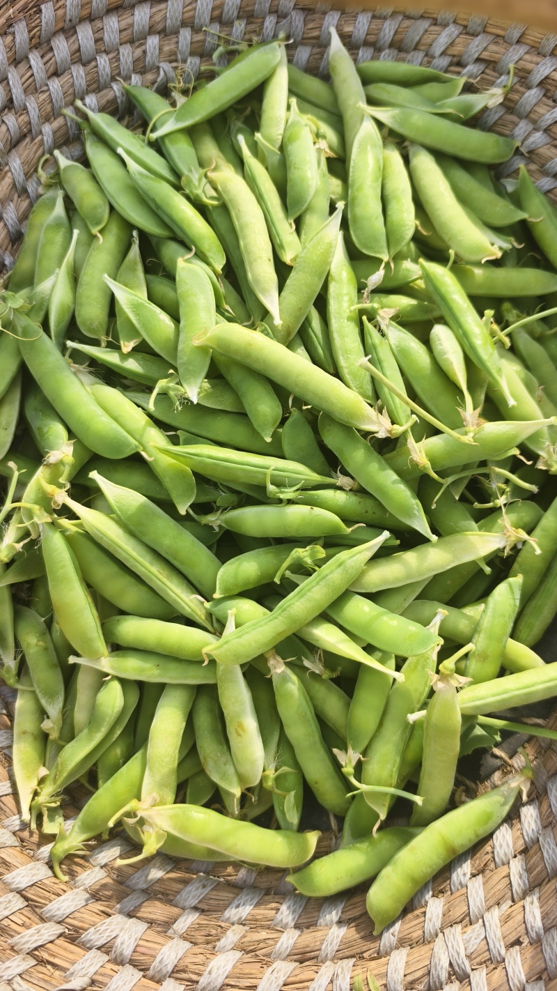 河南精品豌豆中豌九号大量上市现摘现发全国代发