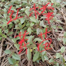 红榉芽苗：奉新县邹家苗圃基地大量供应芽苗