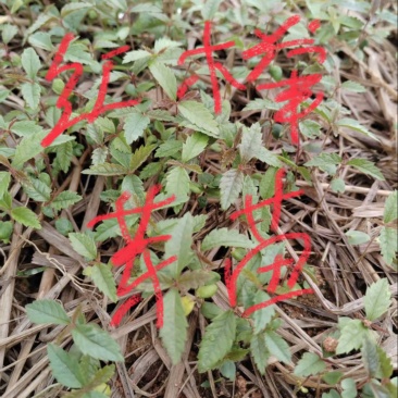 红榉芽苗:奉新县邹家苗圃基地大量供应芽苗