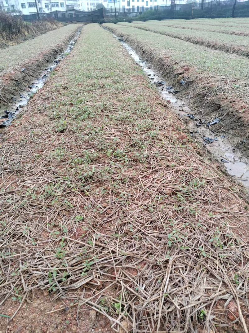 红榉芽苗：奉新县邹家苗圃基地大量供应芽苗