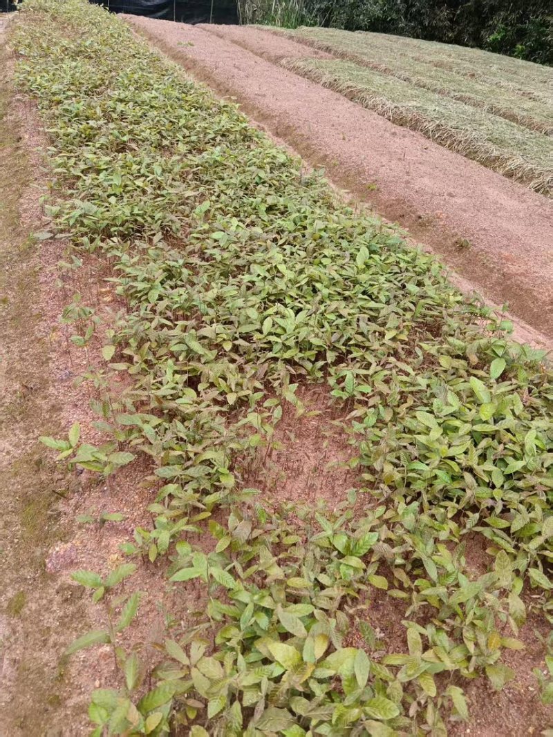 红榉芽苗：奉新县邹家苗圃基地大量供应芽苗