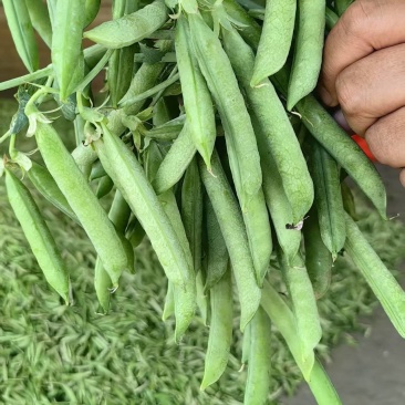 河南豌豆中豌11号青豌豆产地全国代发质量保证