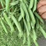河南豌豆中豌11号青豌豆产地全国代发质量保证