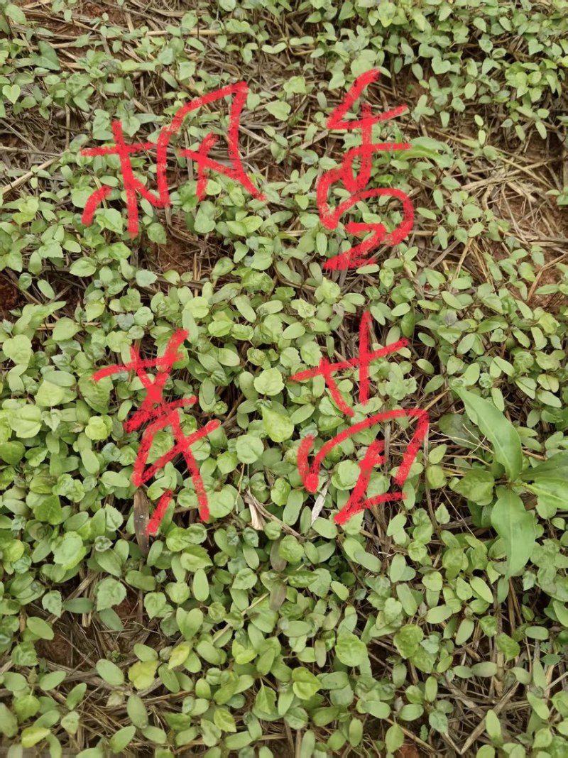 枫香芽苗邹家苗圃基地大量供应芽苗质量保证长期稳定可靠供应