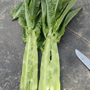 山东莴笋青皮青肉没空心大量有货