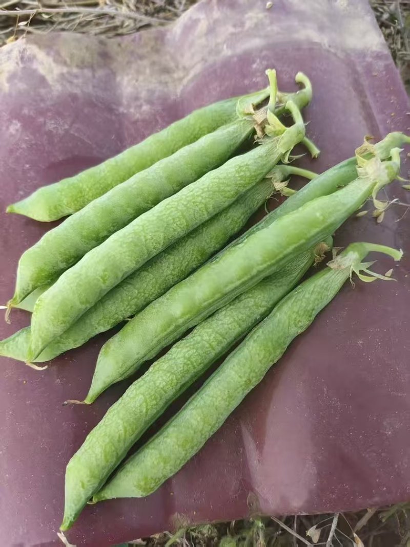 河南豌豆中豌11号青豌豆产地全国代发质量保证