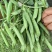 河南豌豆中豌11号青豌豆产地全国代发质量保证