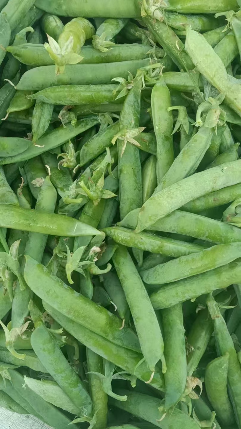 河南豌豆中豌11号青豌豆产地全国代发质量保证