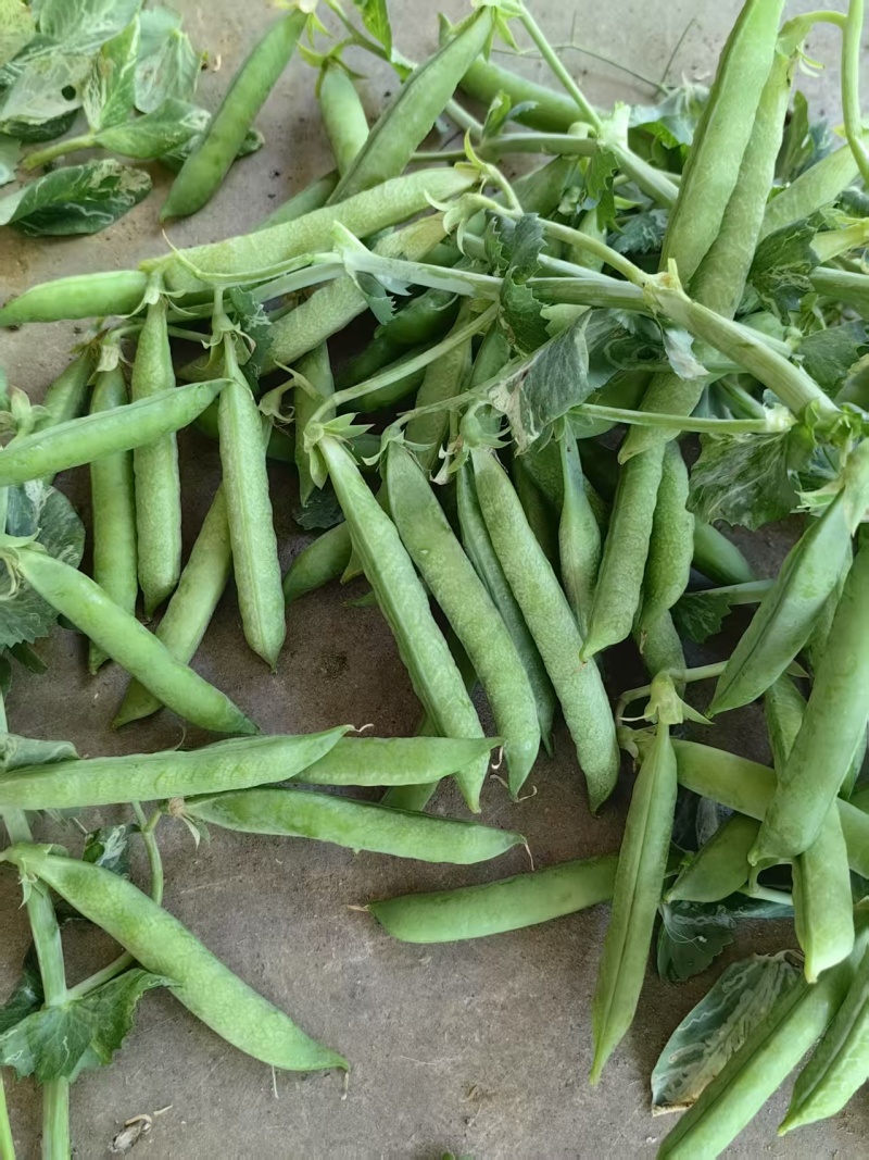 河南豌豆中豌11号青豌豆产地全国代发质量保证