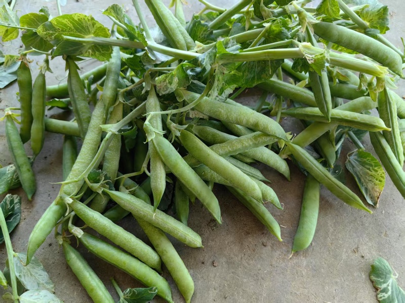 河南豌豆中豌11号青豌豆产地全国代发质量保证