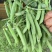河南豌豆中豌11号青豌豆产地全国代发质量保证