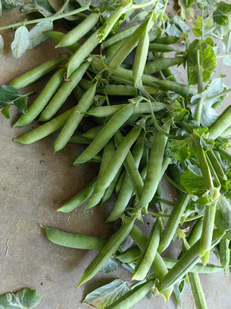 河南豌豆中豌11号青豌豆产地全国代发质量保证