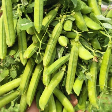 河南精品豌豆中豌9号青豌豆现摘现发质量保证