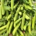 河南精品豌豆中豌9号青豌豆现摘现发质量保证