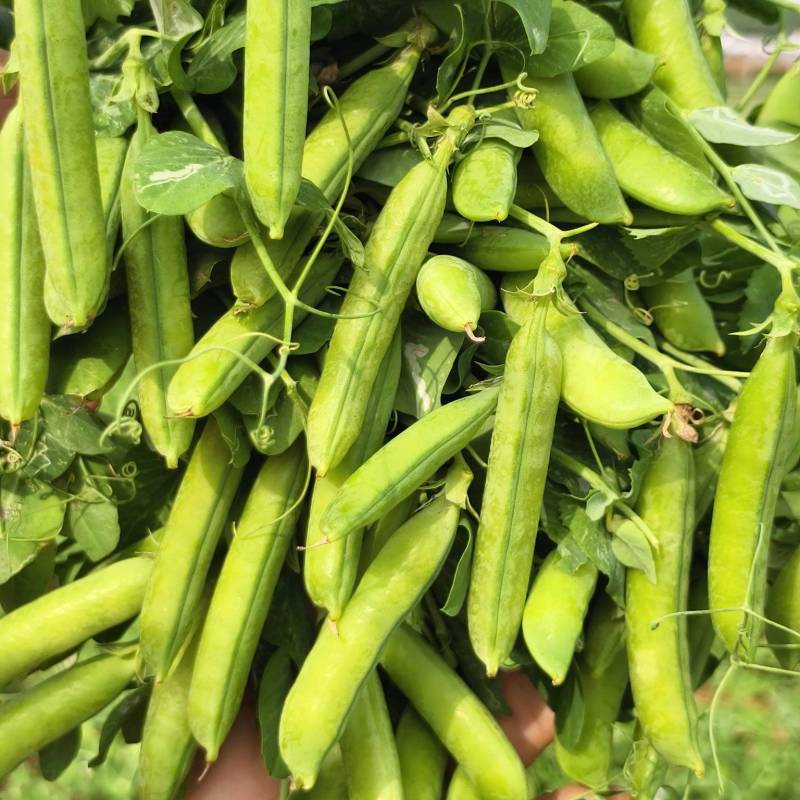 河南精品豌豆中豌9号青豌豆现摘现发质量保证