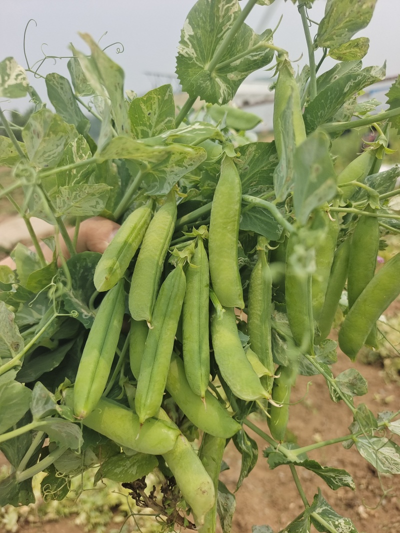 河南精品豌豆中豌9号青豌豆现摘现发质量保证