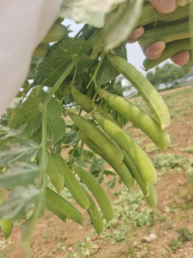 河南精品豌豆中豌9号青豌豆现摘现发质量保证