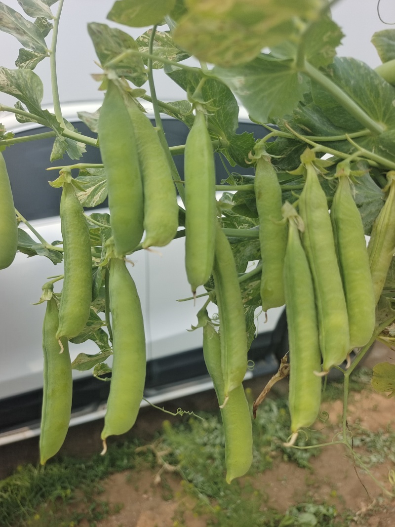 河南精品豌豆中豌9号青豌豆现摘现发质量保证