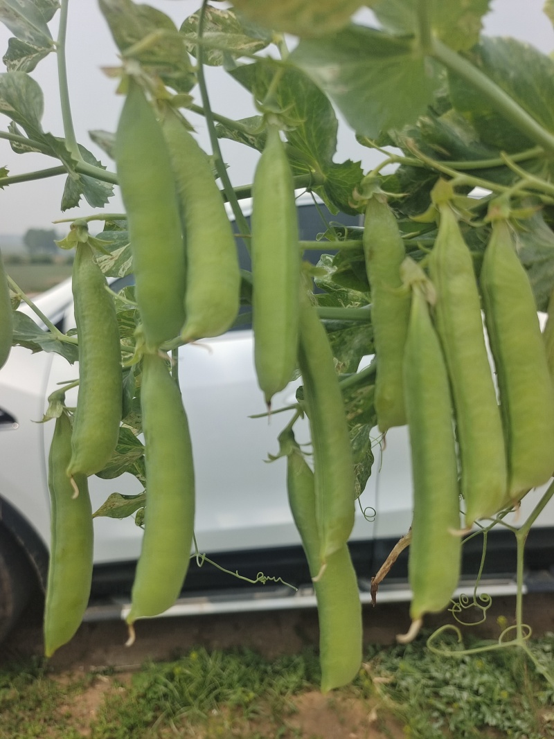 河南精品豌豆中豌9号青豌豆现摘现发质量保证