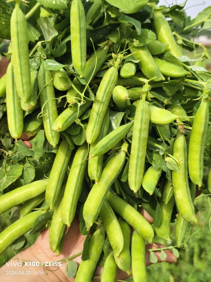 河南精品豌豆中豌9号青豌豆现摘现发质量保证