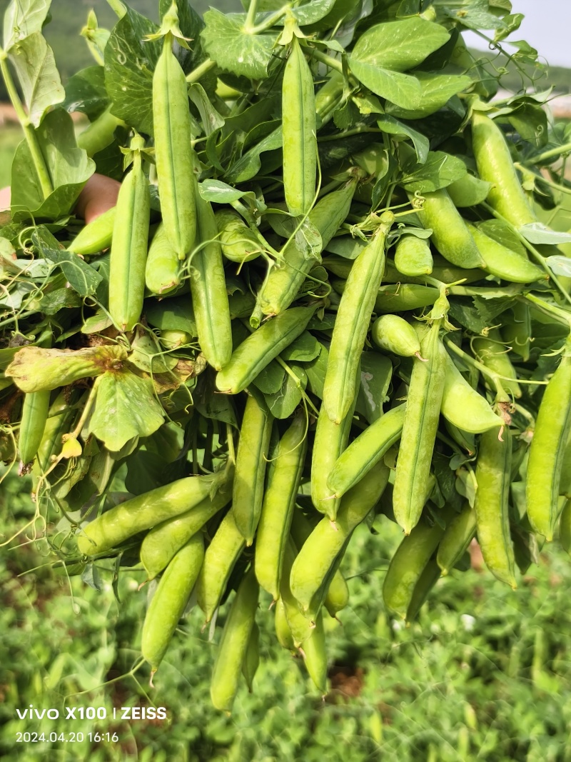 河南精品豌豆中豌9号青豌豆现摘现发质量保证