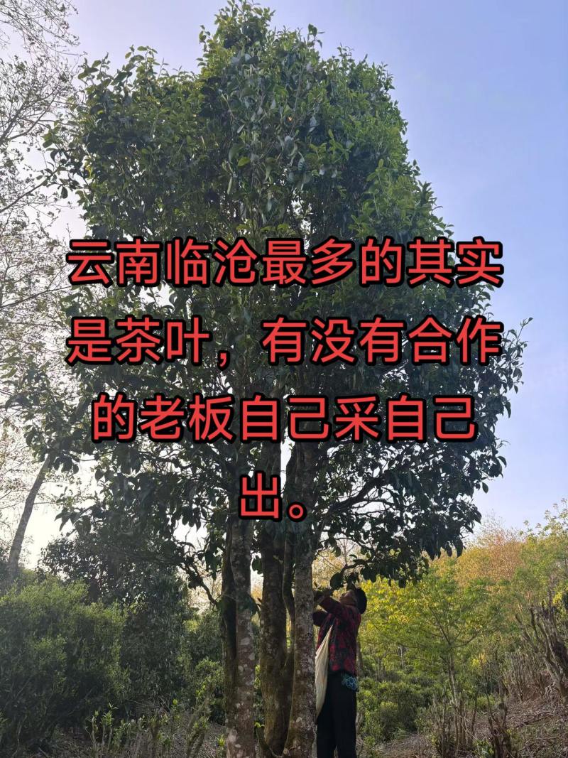 2026年-小户赛红土地头春想喝的茶友们小窗口询价[勾