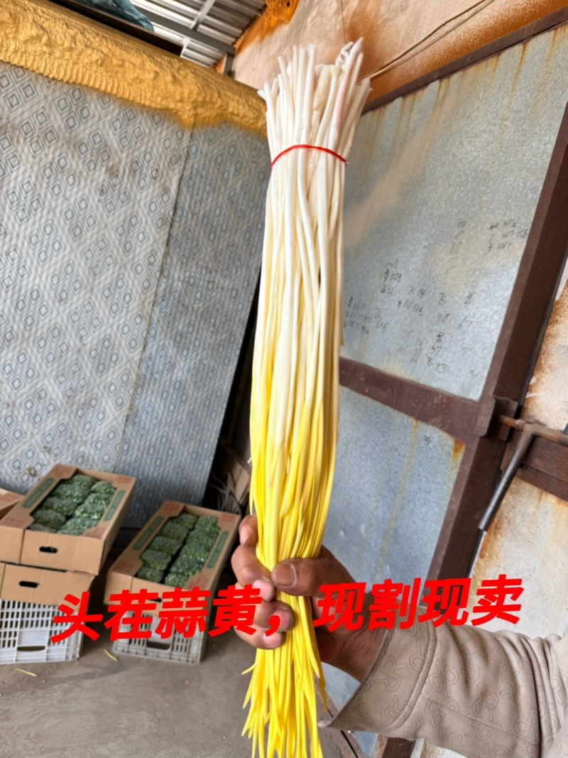 精品蒜黄，净根
