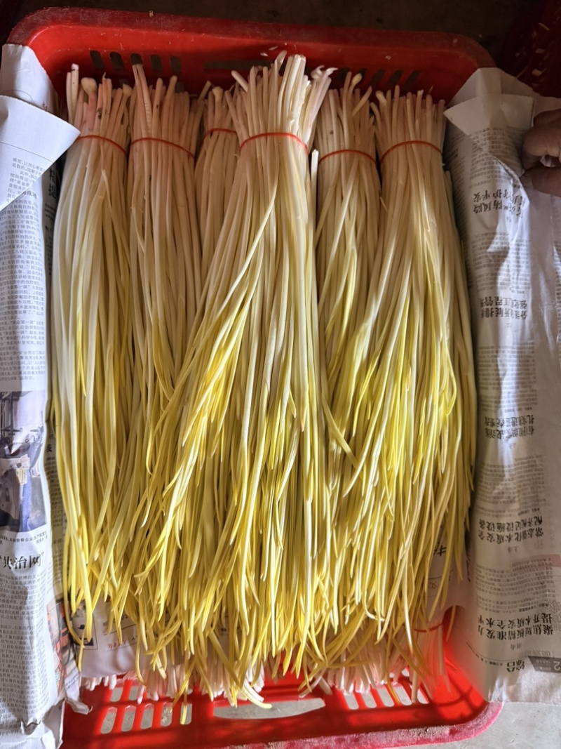 精品蒜黄，净根
