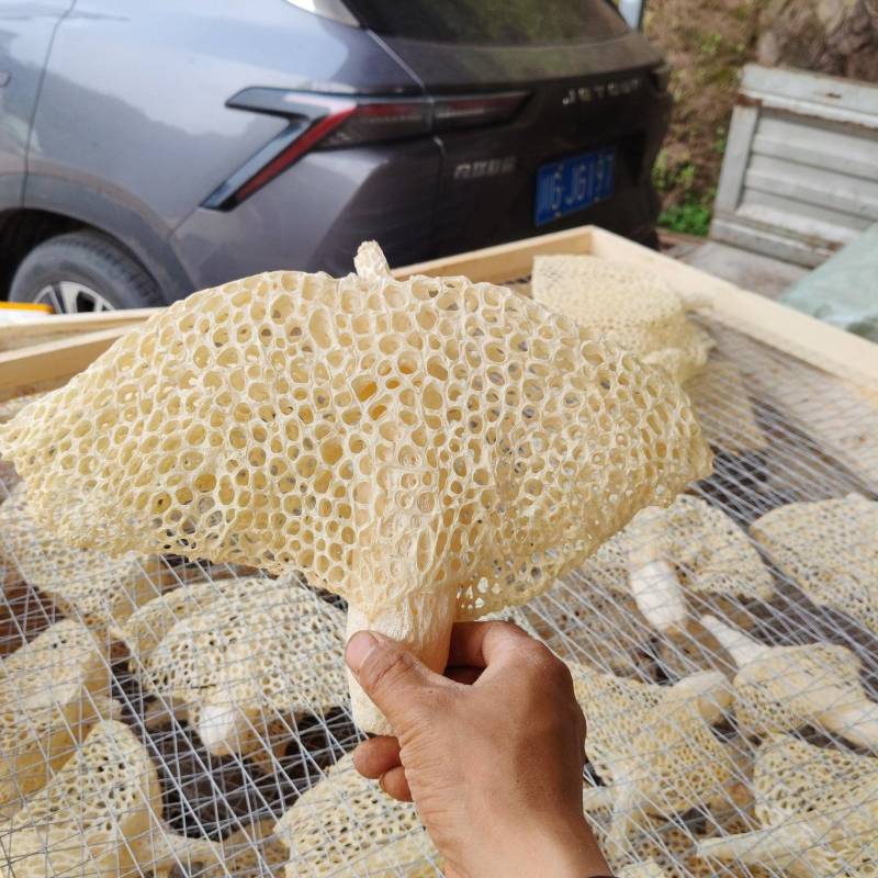 四川宜宾长裙竹荪出售。