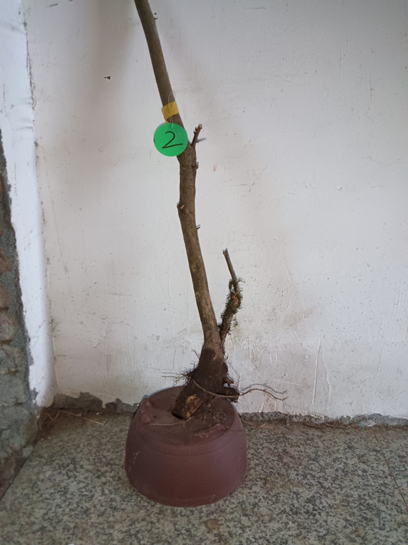 羊奶果(胡颓子)观赏性绿植，开花结果适合做盆景盆栽