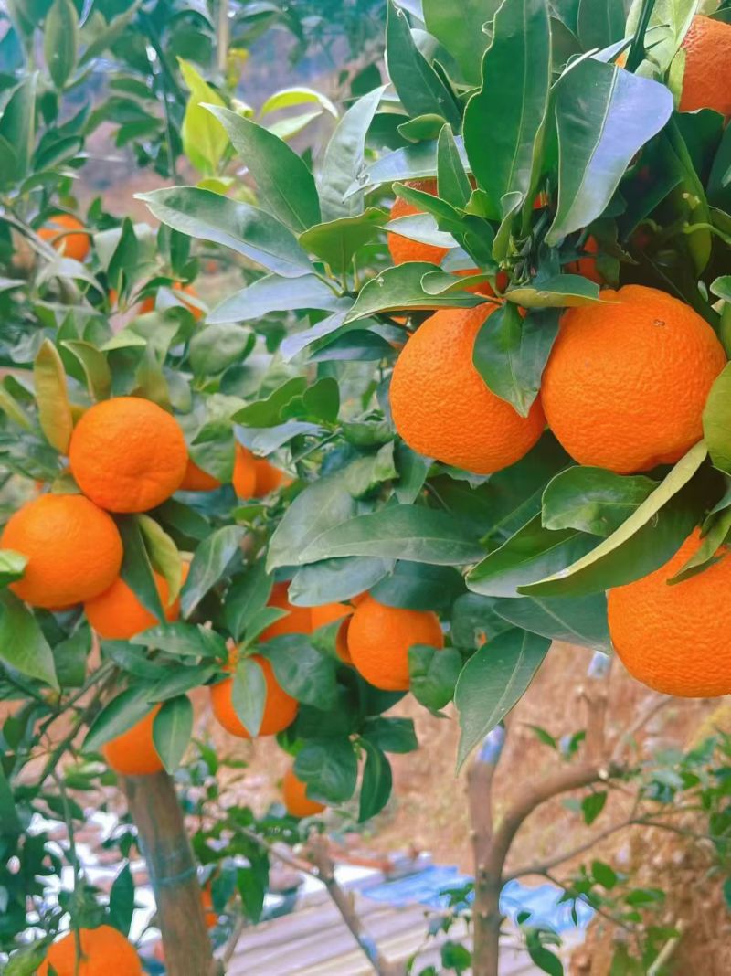《推荐》丑桔颜色火红色纯甜爆汁产地直发质量三包