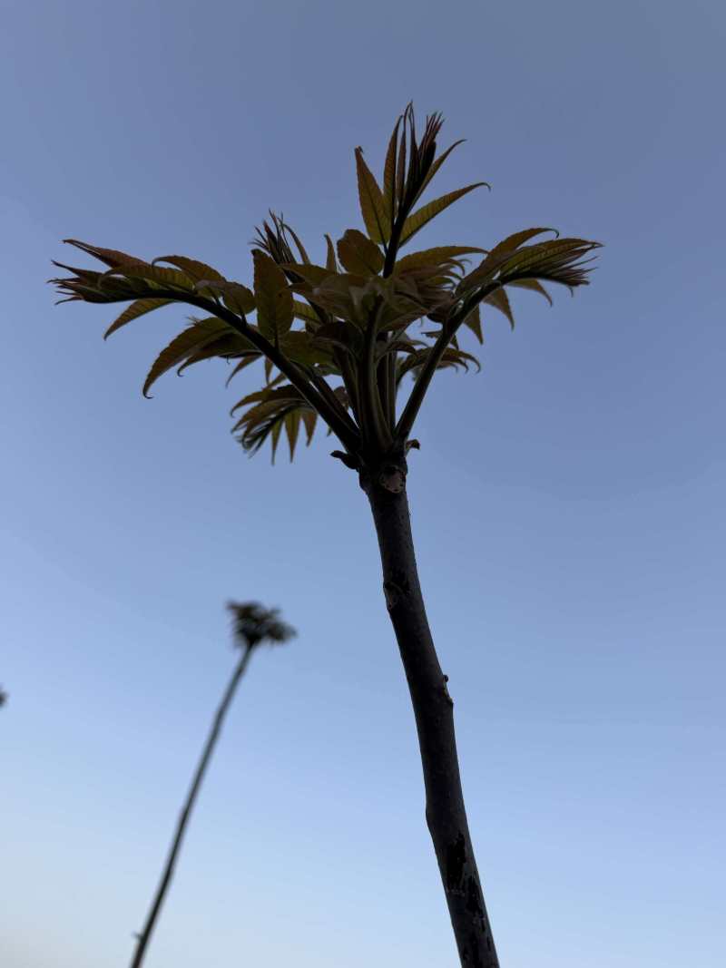 山东临沂沂水高庄头茬红香椿