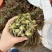 山东临沂沂水高庄头茬红香椿