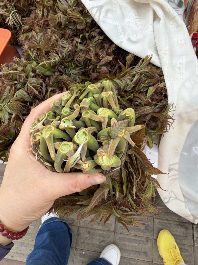 山东临沂沂水高庄头茬红香椿